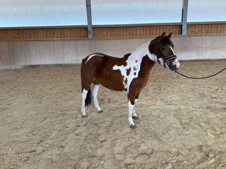 Huzule Stute 3 Jahre 140 cm Schecke in Wellheim