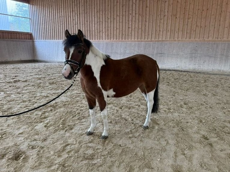 Huzule Stute 3 Jahre 140 cm Schecke in Wellheim