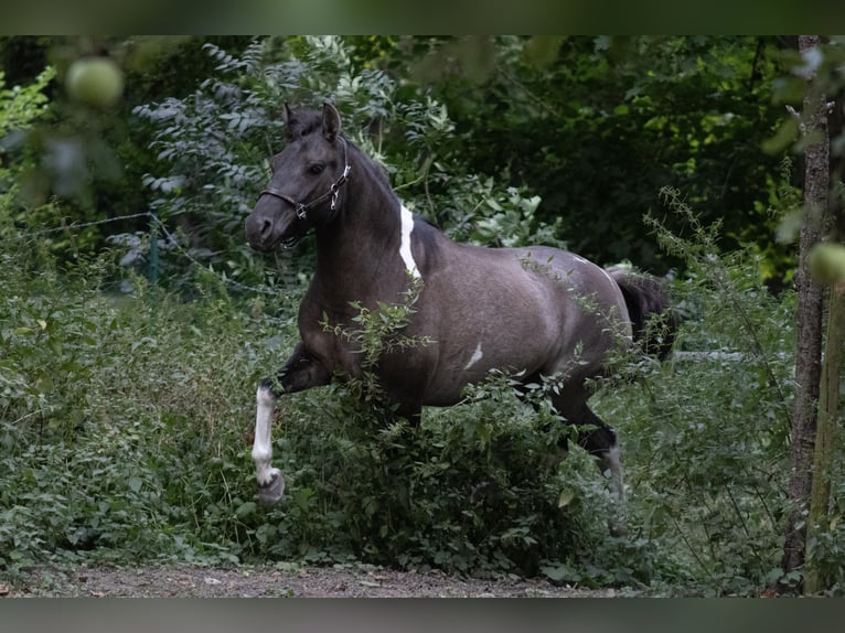 Huzule Stute 4 Jahre 140 cm Schecke in Gelchsheim