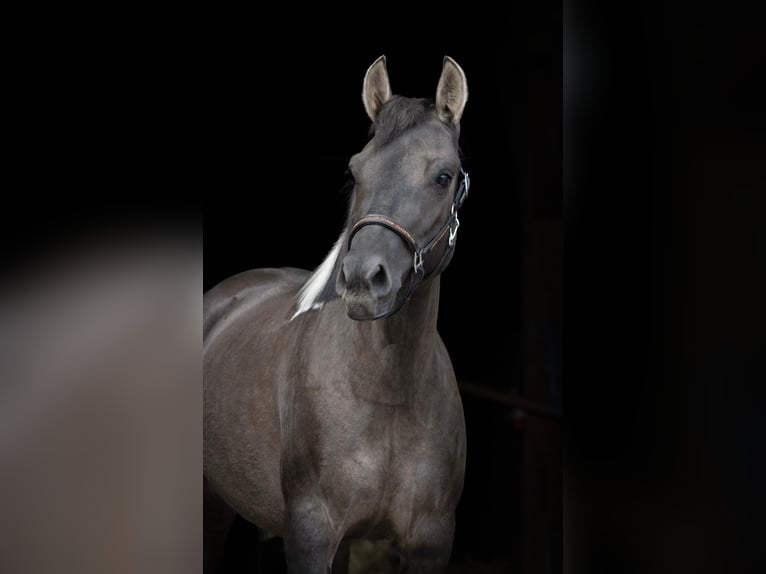 Huzule Stute 4 Jahre 140 cm Schecke in Gelchsheim