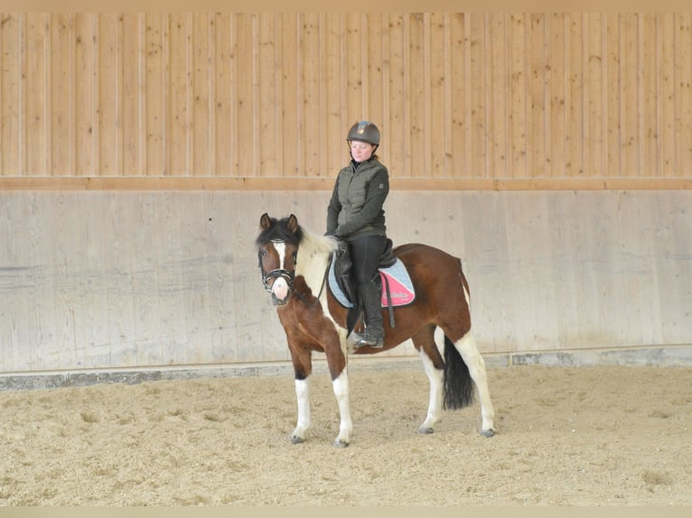 Huzule Stute 4 Jahre 143 cm Schecke in Wellheim