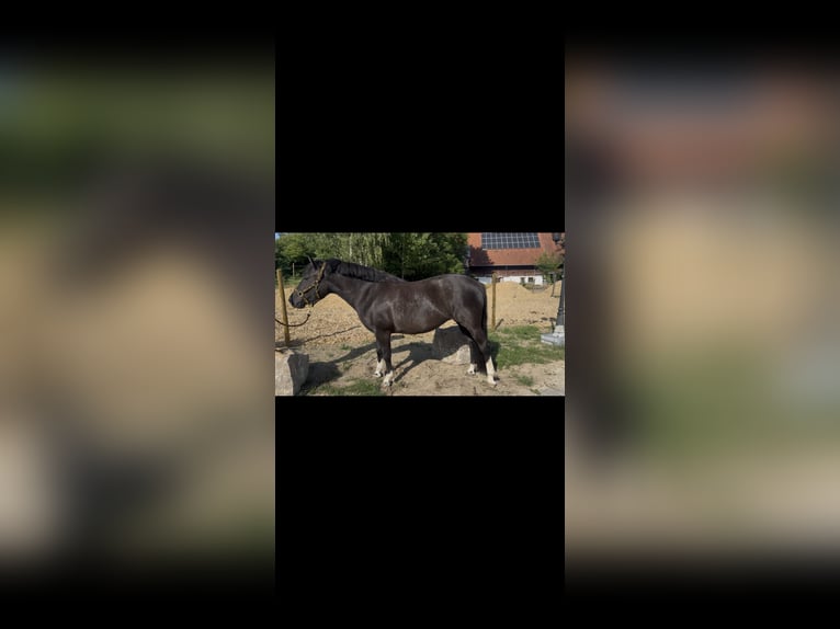 Huzule Stute 4 Jahre 143 cm Schwarzbrauner in Memmingen