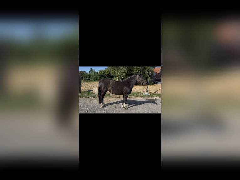 Huzule Stute 4 Jahre 143 cm Schwarzbrauner in Memmingen