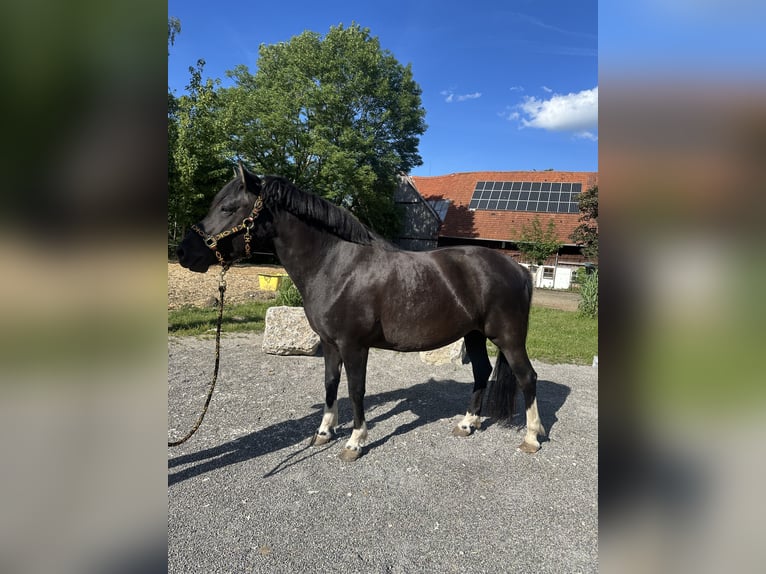 Huzule Stute 4 Jahre 143 cm Schwarzbrauner in Memmingen