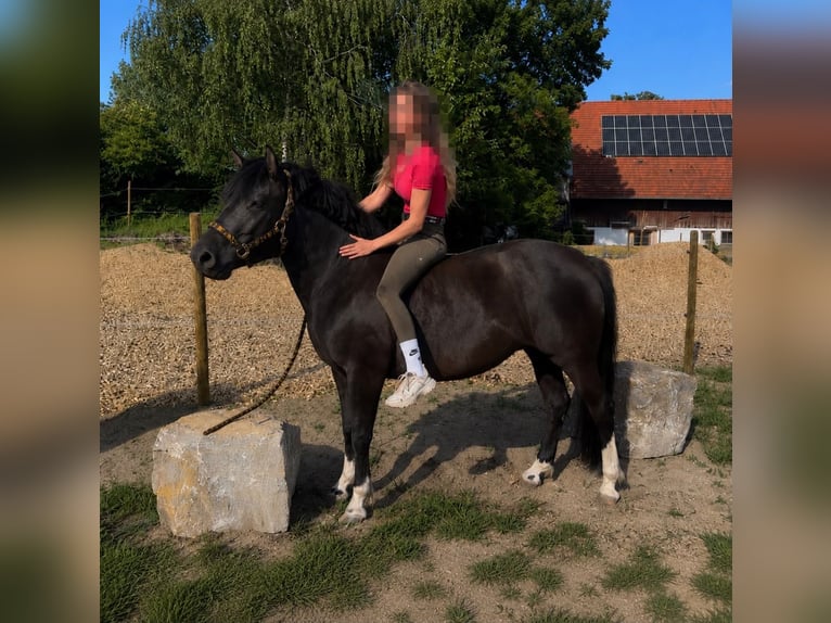 Huzule Stute 4 Jahre 143 cm Schwarzbrauner in Memmingen