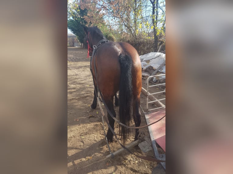 Huzule Mix Stute 4 Jahre 145 cm in Komarno