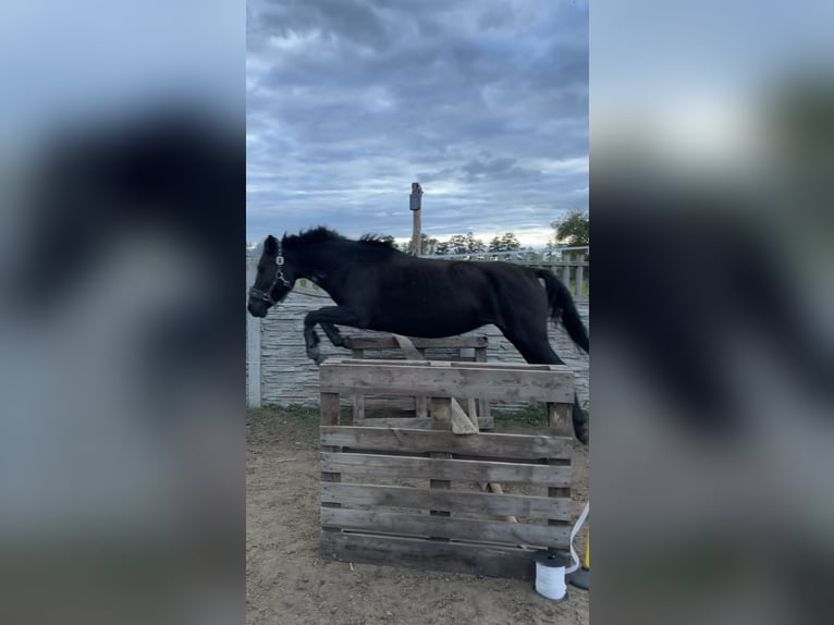 Huzule Stute 5 Jahre 135 cm Rappe in Rypin