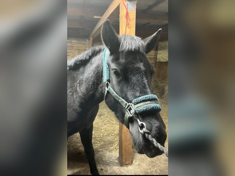 Huzule Stute 5 Jahre 135 cm Rappe in Rypin