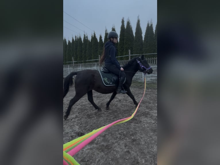 Huzule Stute 5 Jahre 135 cm Rappe in Rypin