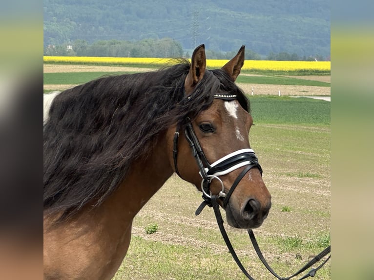 Huzule Stute 5 Jahre 140 cm Schecke in Riedlingen