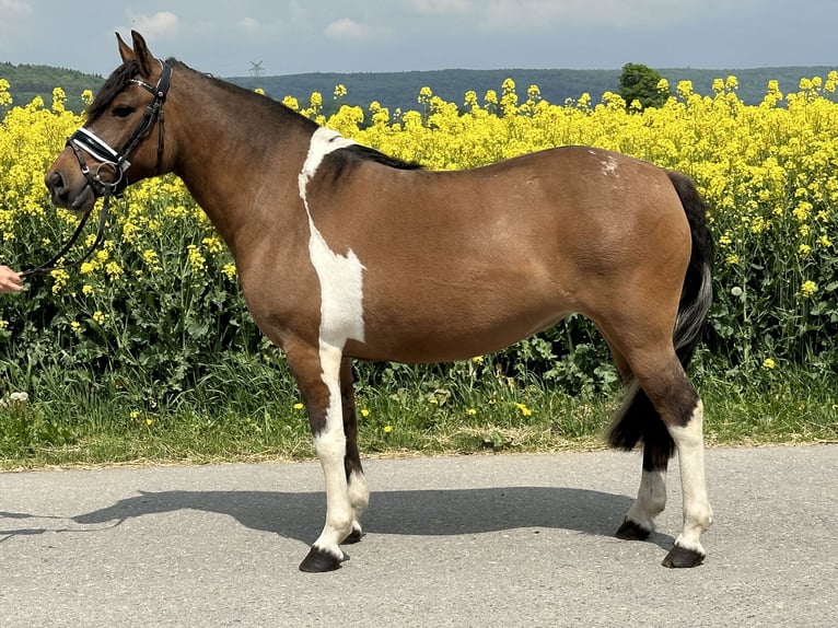 Huzule Stute 5 Jahre 140 cm Schecke in Riedlingen