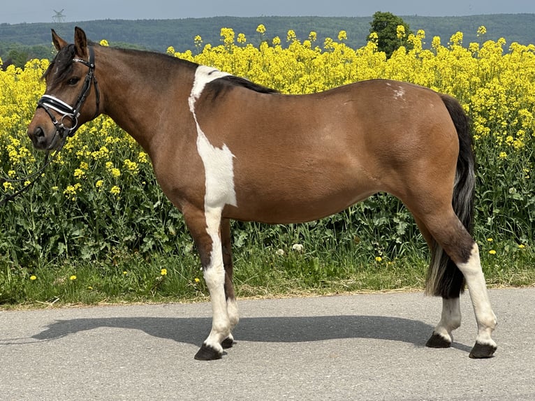 Huzule Stute 5 Jahre 140 cm Schecke in Riedlingen