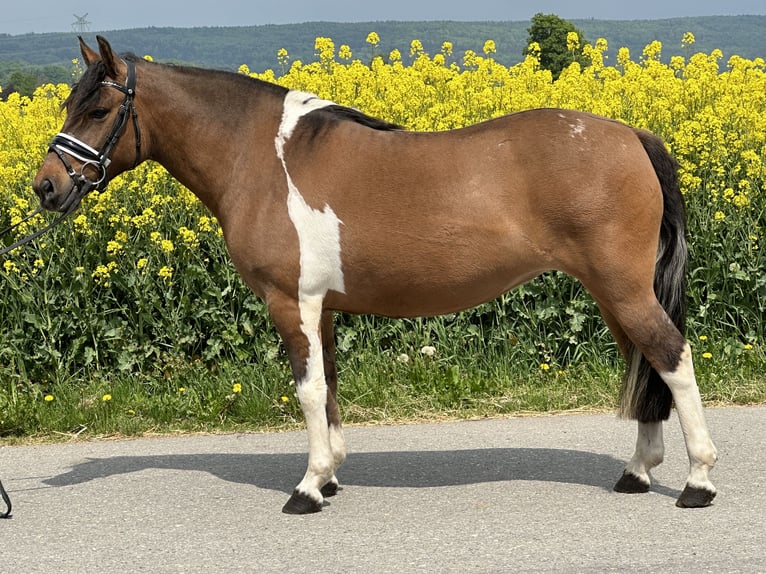 Huzule Stute 5 Jahre 140 cm Schecke in Riedlingen