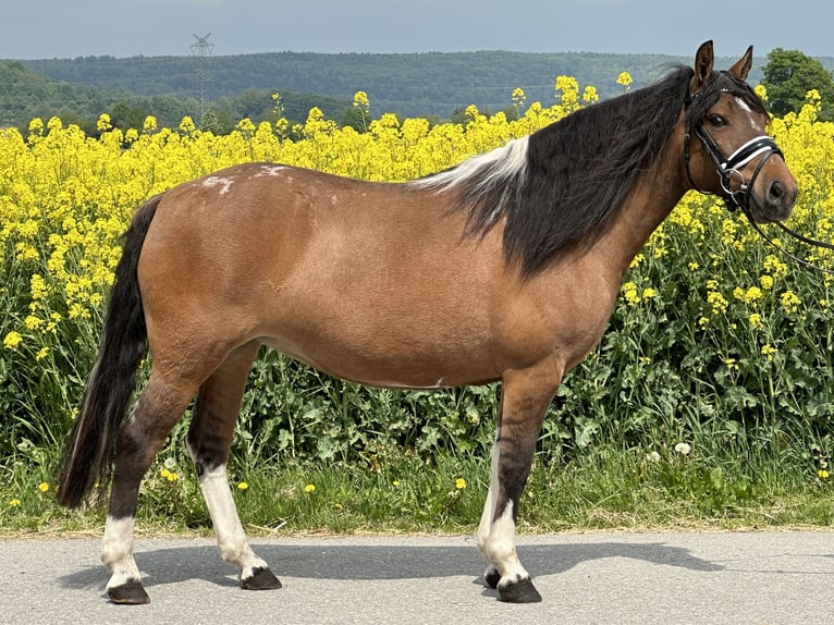 Huzule Stute 5 Jahre 140 cm Schecke in Riedlingen
