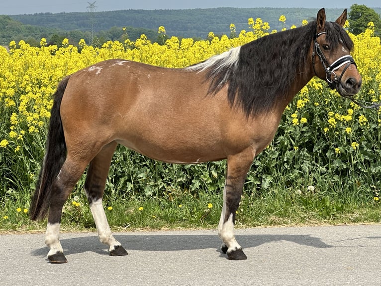 Huzule Stute 5 Jahre 140 cm Schecke in Riedlingen