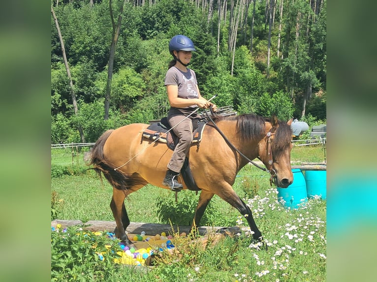 Huzule Stute 5 Jahre 142 cm Falbe in Bayerbach