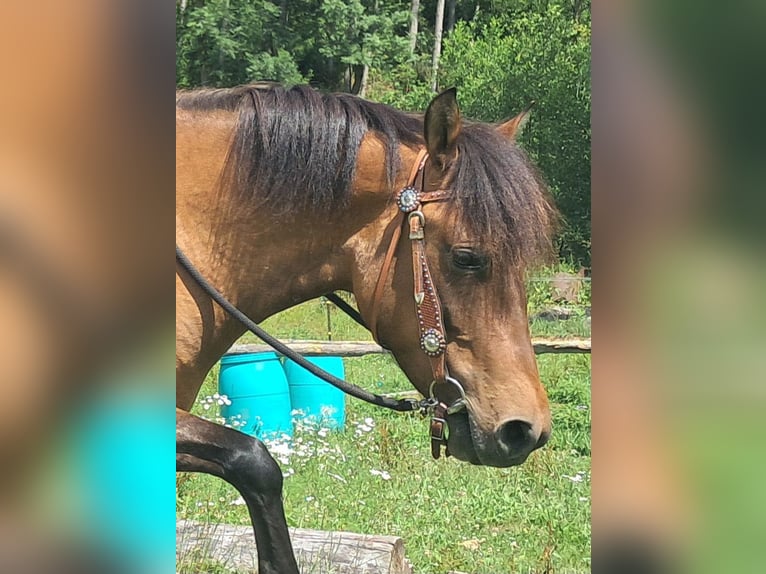 Huzule Stute 5 Jahre 142 cm Falbe in Bayerbach