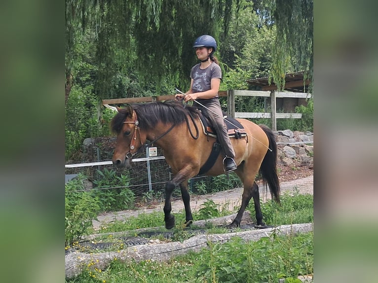 Huzule Stute 5 Jahre 142 cm Falbe in Bayerbach