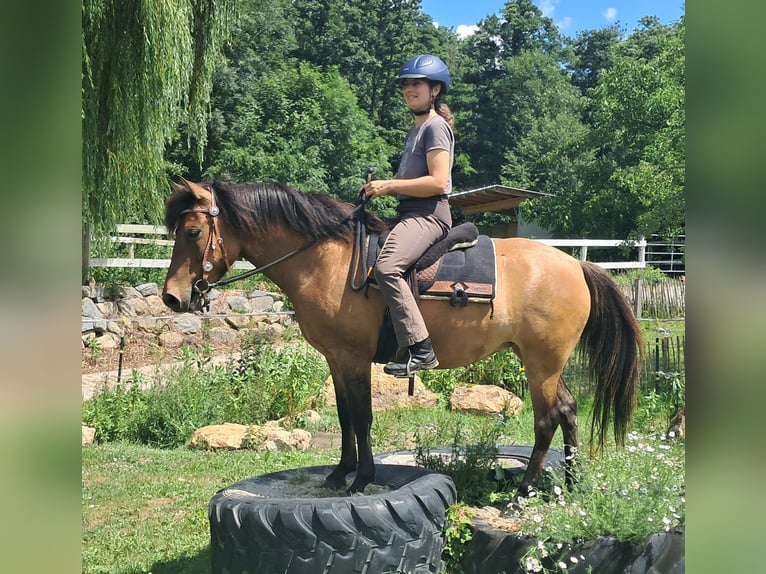 Huzule Stute 5 Jahre 142 cm Falbe in Bayerbach