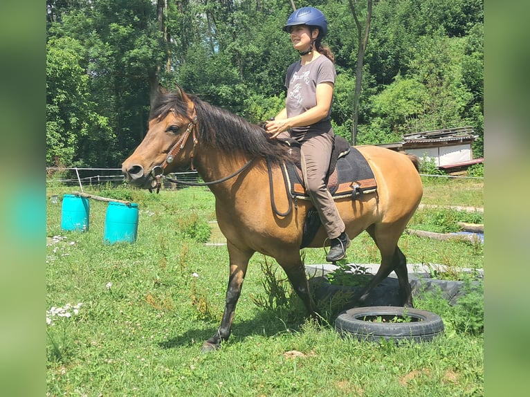 Huzule Stute 5 Jahre 142 cm Falbe in Bayerbach
