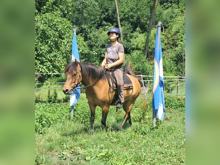 Huzule Stute 5 Jahre 142 cm Falbe in Bayerbach