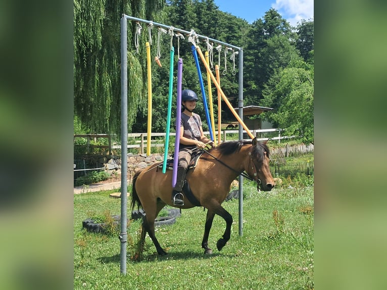 Huzule Stute 5 Jahre 142 cm Falbe in Bayerbach