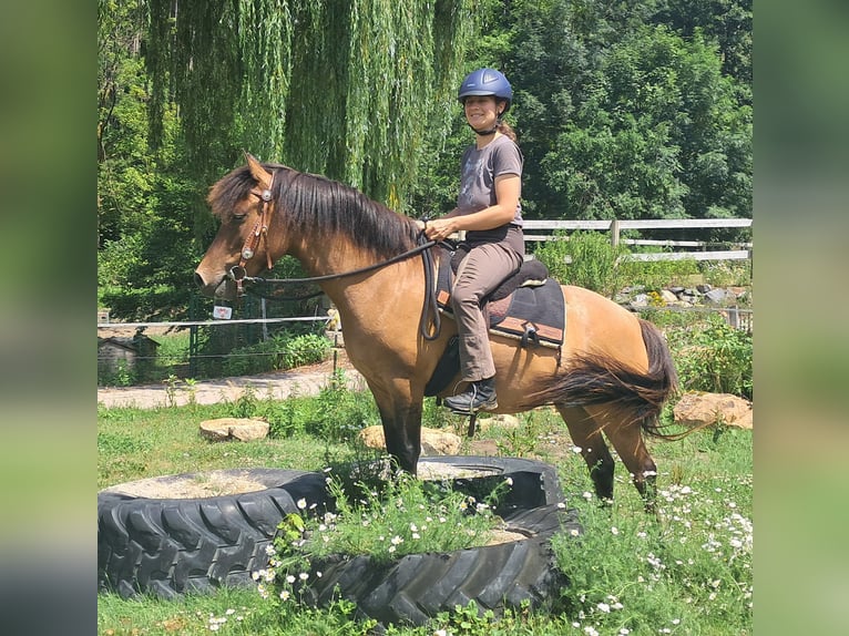 Huzule Stute 5 Jahre 142 cm Falbe in Bayerbach