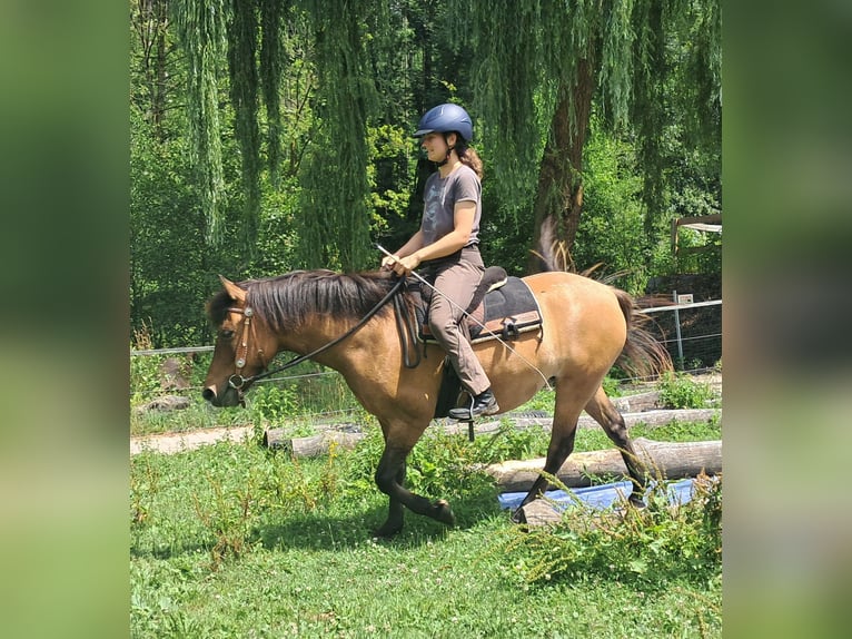 Huzule Stute 5 Jahre 142 cm Falbe in Bayerbach