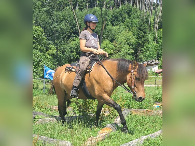 Huzule Stute 5 Jahre 142 cm Falbe in Bayerbach