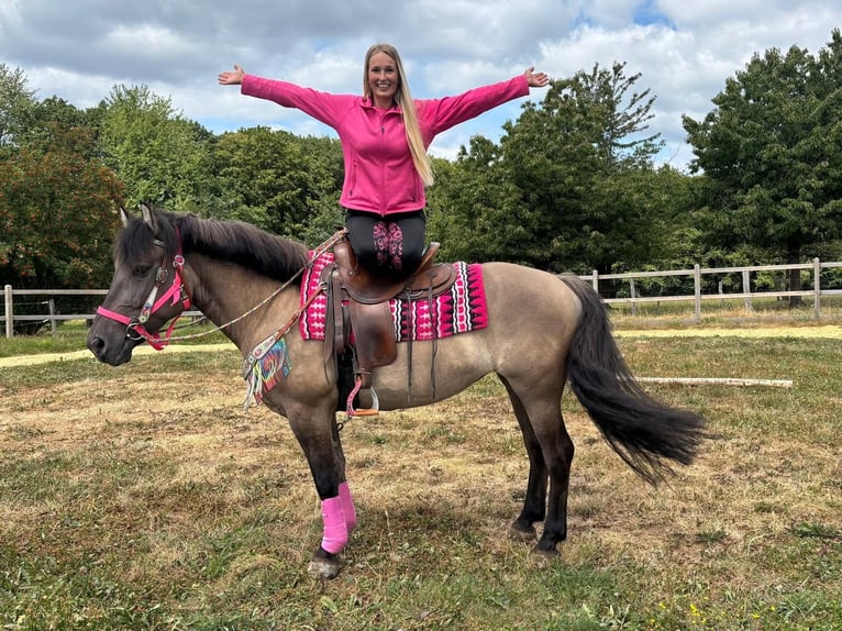 Huzule Mix Stute 5 Jahre 150 cm Grullo in Linkenbach