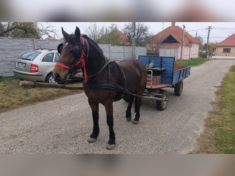 Huzule Mix Stute 5 Jahre in Alameda