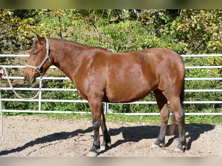 Huzule Stute 6 Jahre 148 cm Falbe in Ramsau