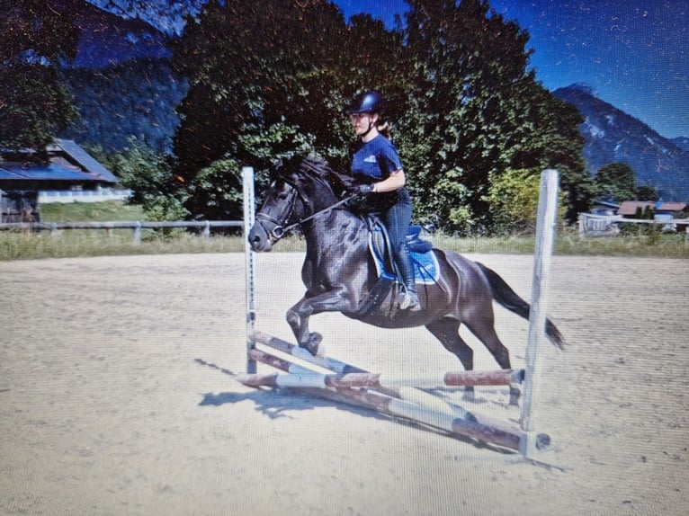 Huzule Stute 7 Jahre 138 cm Rappe in Ramsau