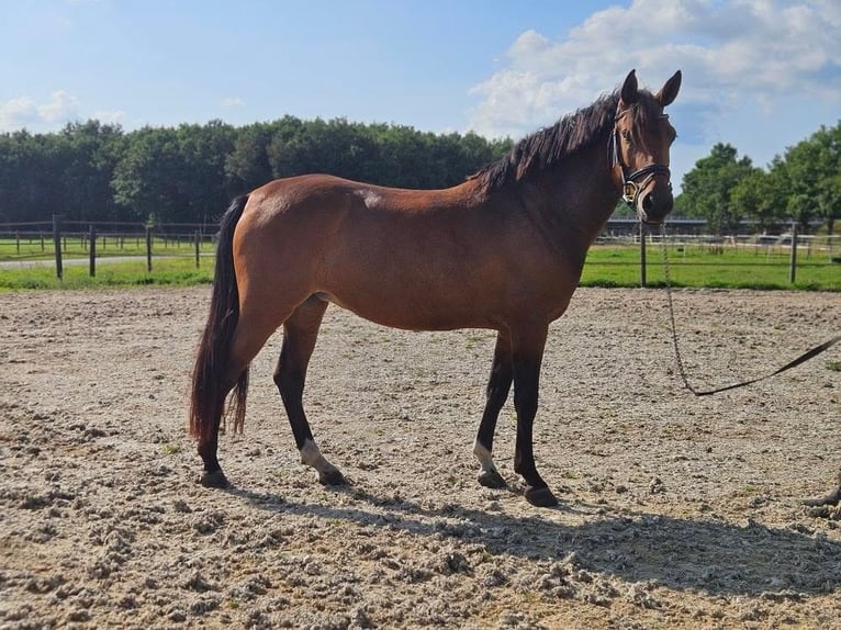 Huzule Stute 7 Jahre 141 cm Brauner in Gasselternijveenschemond