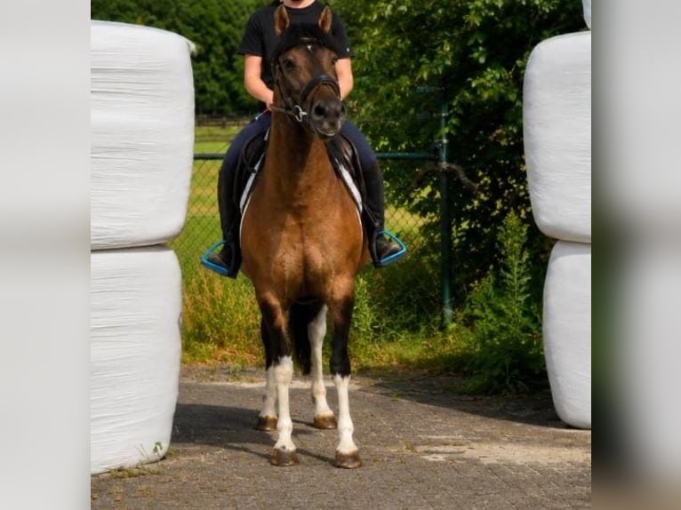 Huzule Stute 7 Jahre 142 cm Schecke in Someren