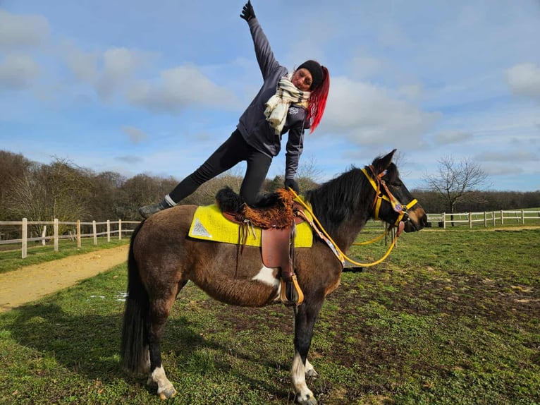 Huzule Stute 7 Jahre 146 cm  in Linkenbach