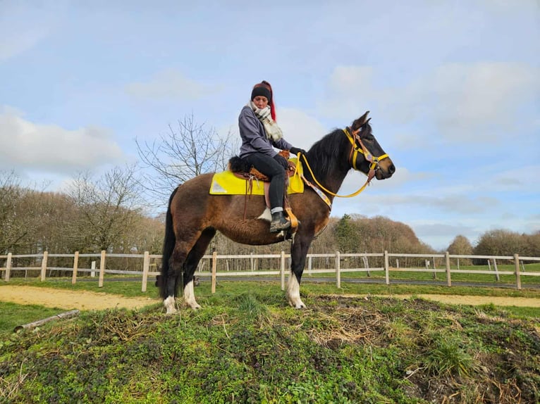 Huzule Stute 7 Jahre 146 cm  in Linkenbach