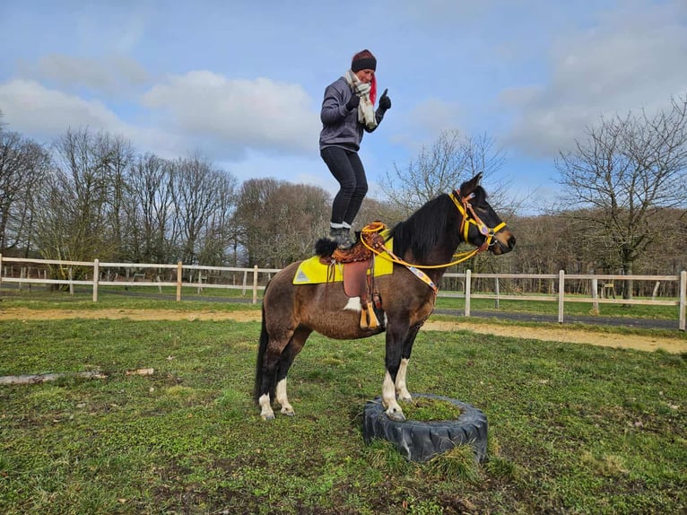 Huzule Stute 7 Jahre 146 cm  in Linkenbach