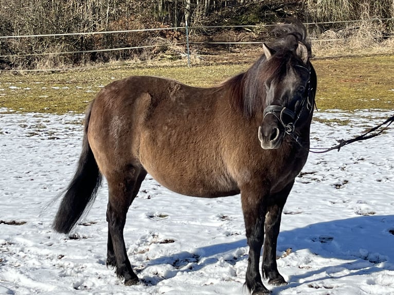 Huzule Stute 8 Jahre 136 cm Grullo in Ursensollen