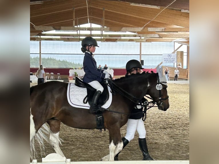 Huzule Stute 8 Jahre 138 cm Schecke in Donaueschingen