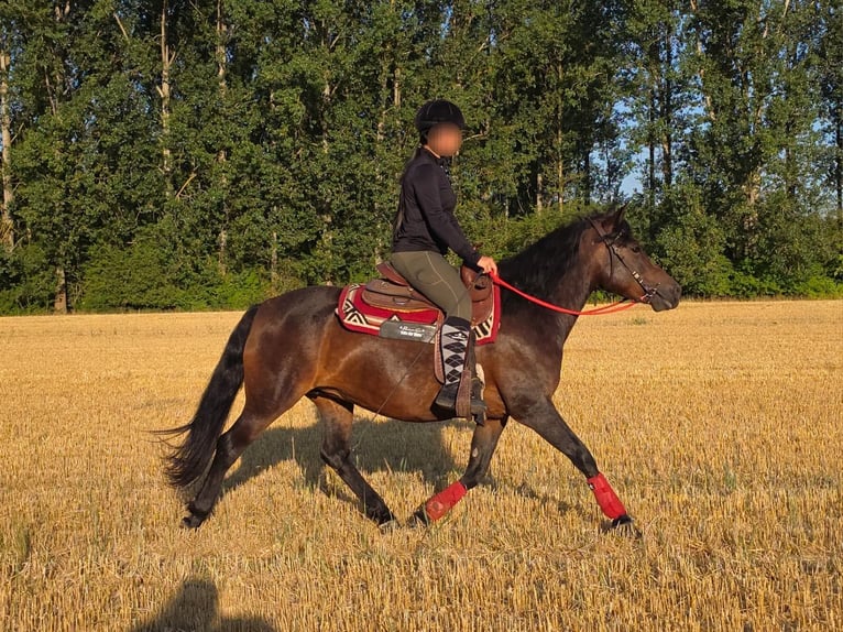Huzule Stute 8 Jahre 141 cm Brauner in Linkenbach