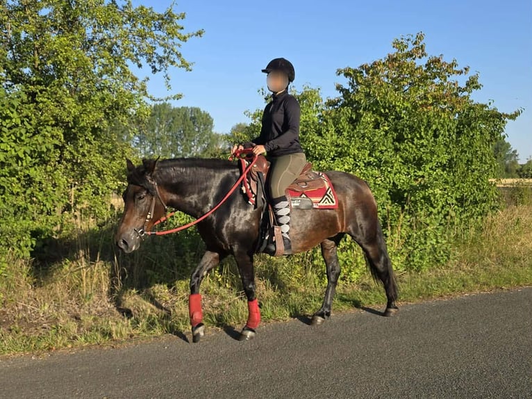Huzule Stute 8 Jahre 141 cm Brauner in Linkenbach