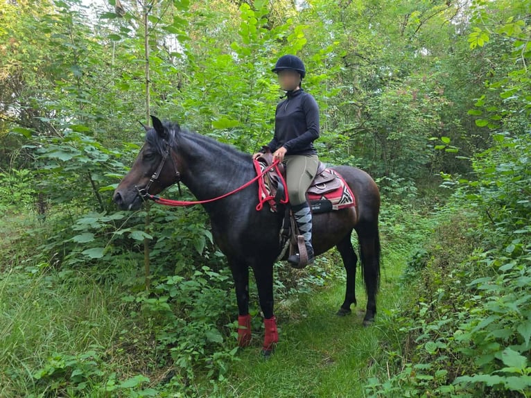 Huzule Stute 8 Jahre 141 cm Brauner in Linkenbach