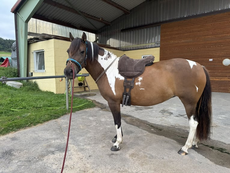 Huzule Stute 8 Jahre 141 cm Schecke in Witzenhausen