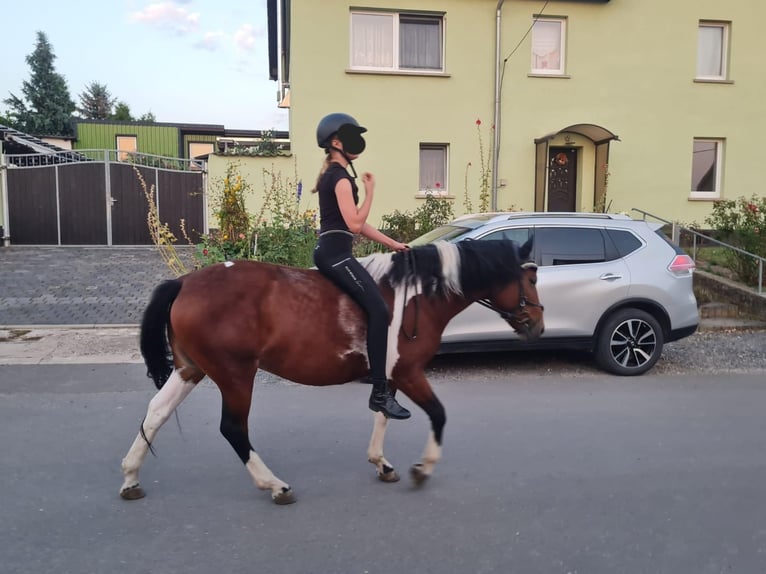 Huzule Stute 8 Jahre 142 cm Schecke in Heldrungen
