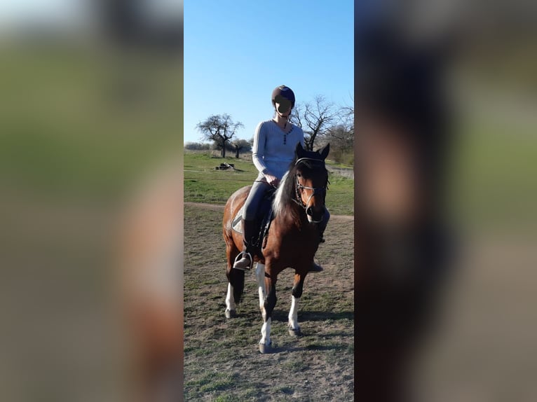 Huzule Stute 8 Jahre 142 cm Schecke in Heldrungen