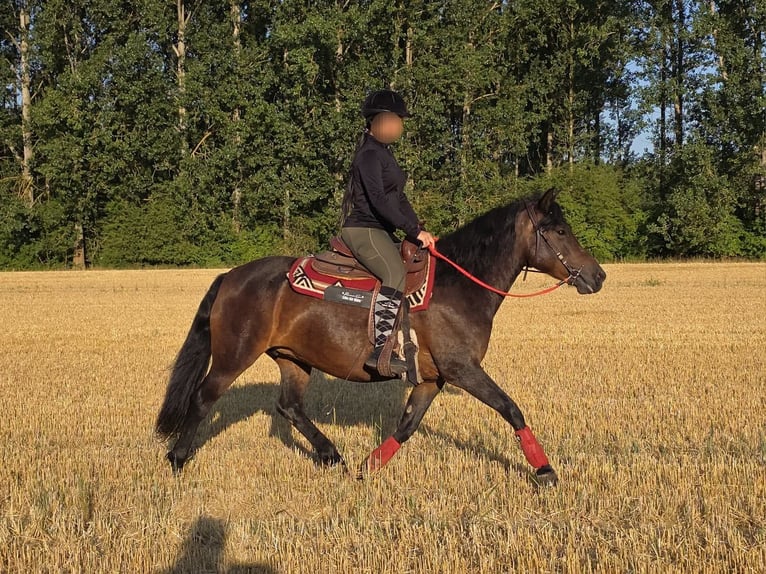 Huzule Stute 8 Jahre 144 cm Dunkelbrauner in Linkenbach