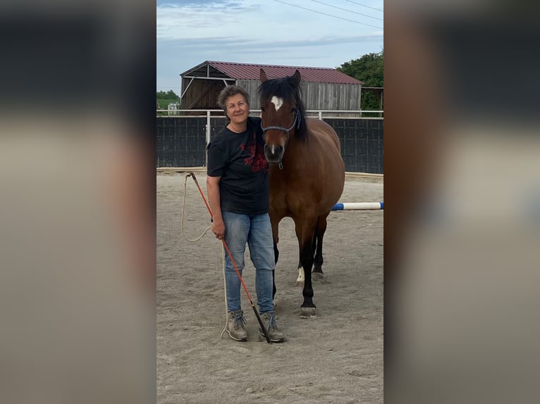Huzule Stute 8 Jahre 148 cm Brauner in Schillingsfürst