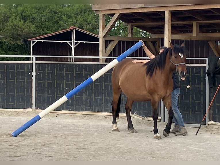 Huzule Stute 8 Jahre 148 cm Brauner in Schillingsfürst