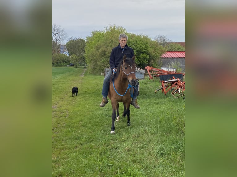 Huzule Stute 8 Jahre 148 cm Brauner in Schillingsfürst
